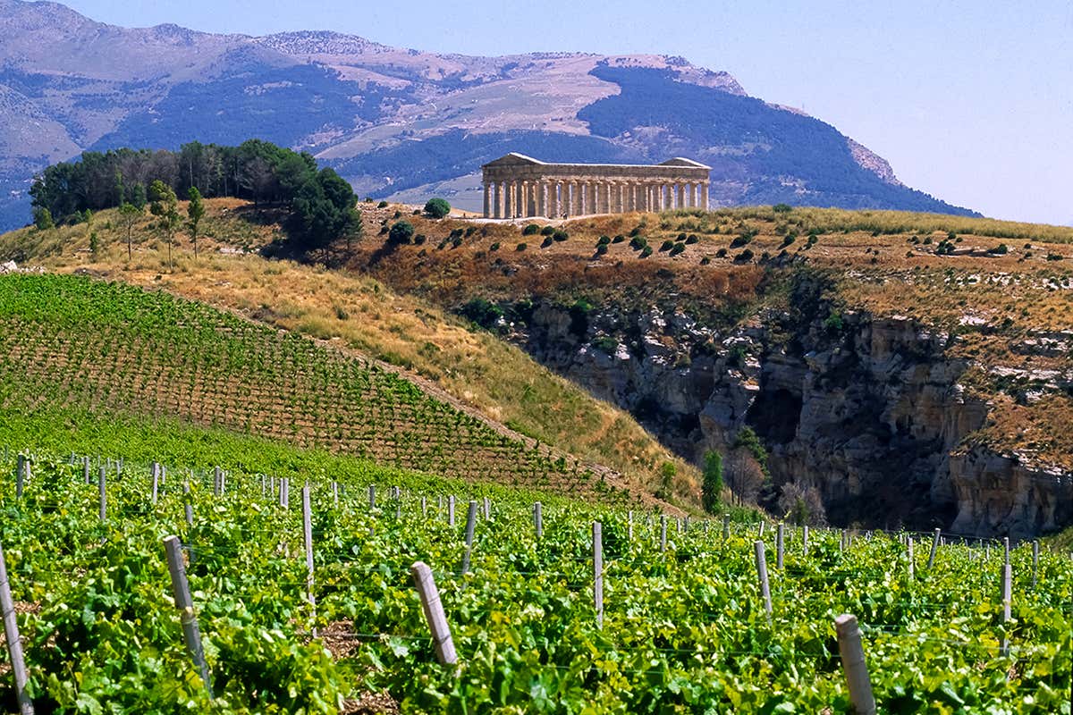 Doc Erice: come Fazio sta cambiando la mappa del vino siciliano Doc Erice: come Fazio sta cambiando la mappa del vino siciliano