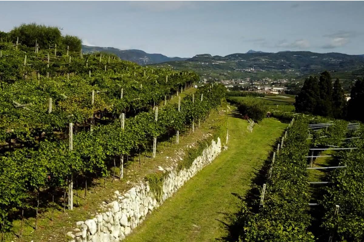 Farina Wines: l’innovazione per trasformare in eccellenza 100 anni di tradizione