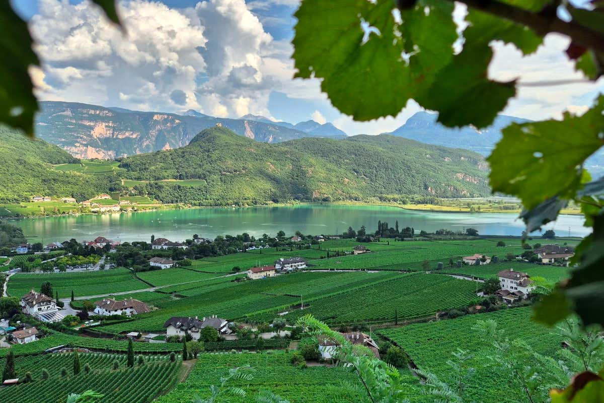 Cantina Kaltern: celebra 125 anni con il Kunst.stück Vernatsch 2023 