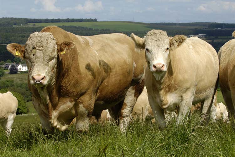 Carne e pesce nell'Irlanda del Nord Tracciabilit&agrave; e qualit&agrave; i punti di forza