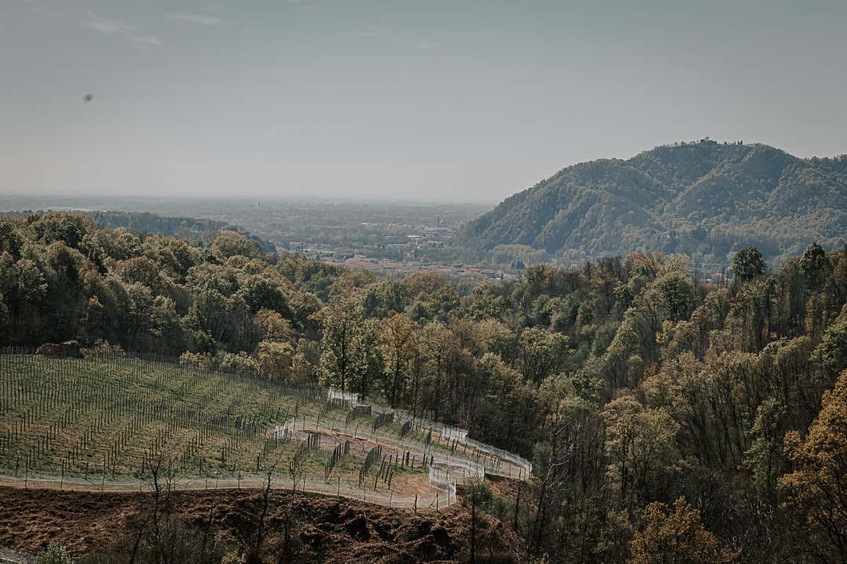 Nebbiolo e sorprese autoctone: viaggio tra i vini dell’Alto Piemonte