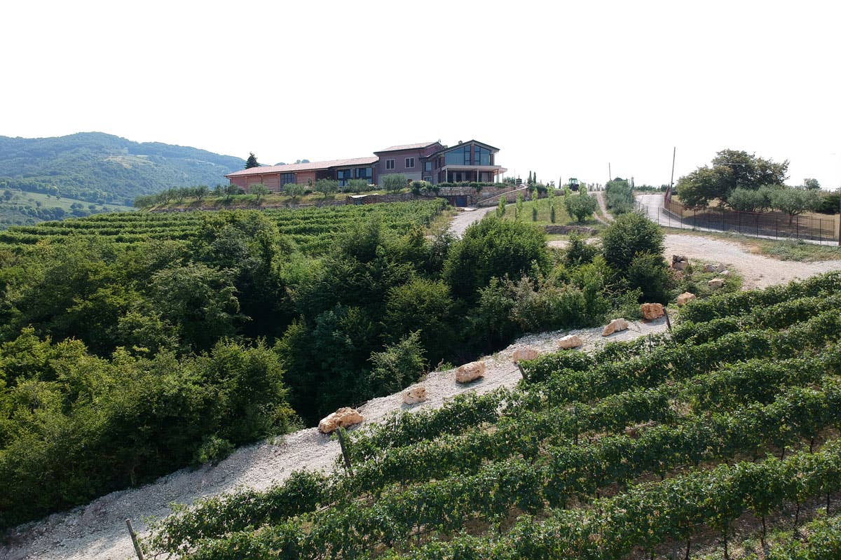 La Giuva, un equilibrio perfetto tra modernità e rispetto per le radici del vino