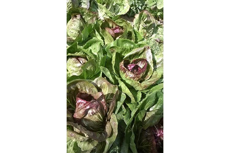 Le proprietà del Radicchio di Chioggia Igp al centro della cardio-cena del Consorzio Le proprietà del Radicchio di Chioggia Igp al centro della cardio-cena del Consorzio