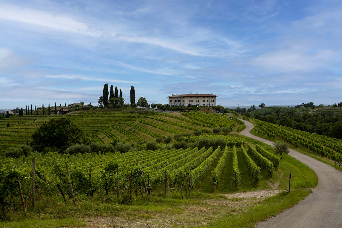 Il Friulano in 5 micro-vinificazioni biologiche secondo Le Vigne di Zamò 