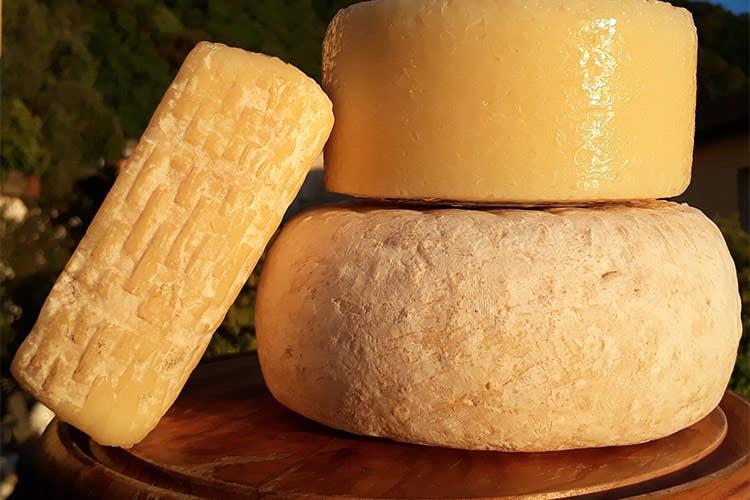 Formaggi tipici della Liguria - Il formaggio, una storia iniziata coi viaggi dei nomadi nel deserto