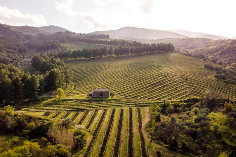 Vigneti - Litra e Sinestes&igrave;a Internazionali siciliani da gustare