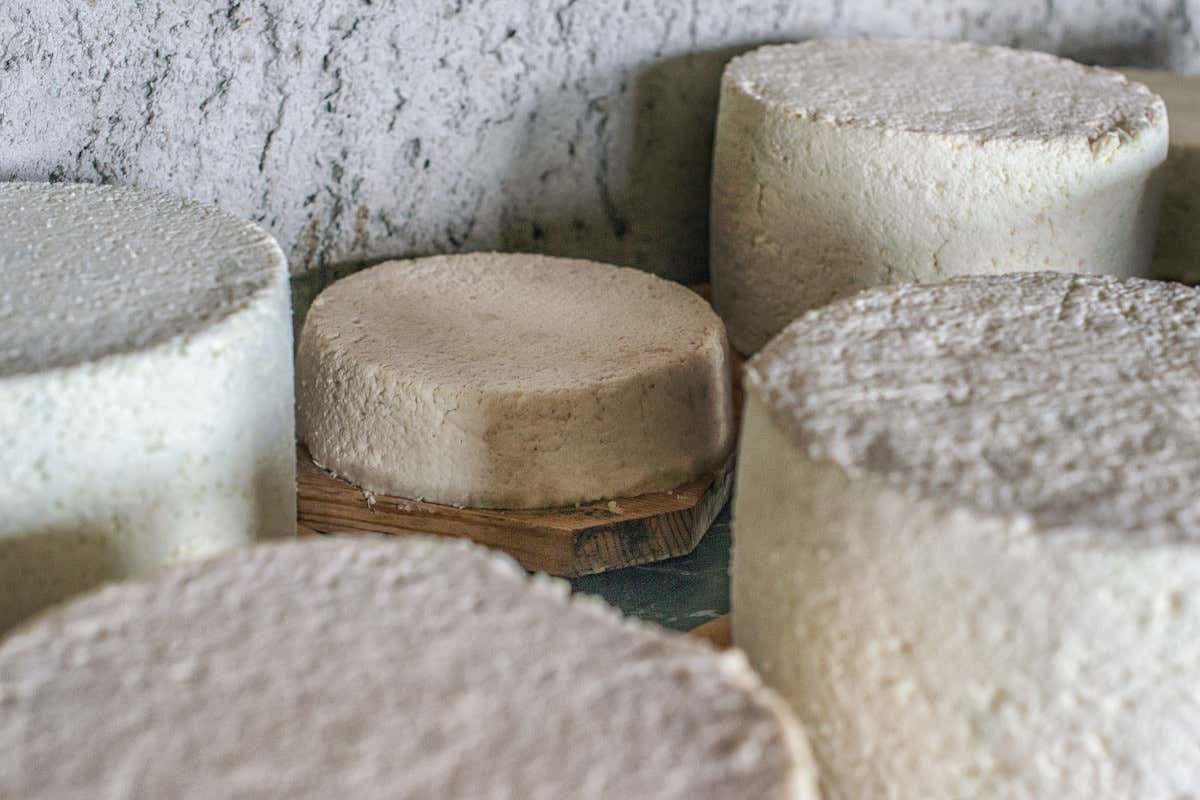 Tornano le Giornate del Graukäse in Valle Aurina per scoprire il formaggio grigio Tornano le Giornate del Graukäse in Valle Aurina per scoprire il formaggio grigio