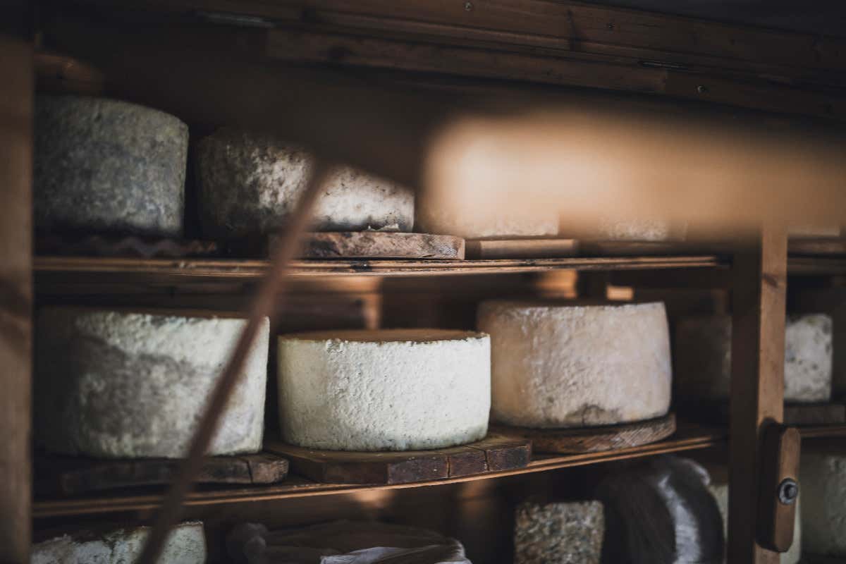 Tornano le Giornate del Graukäse in Valle Aurina per scoprire il formaggio grigio Tornano le Giornate del Graukäse in Valle Aurina per scoprire il formaggio grigio