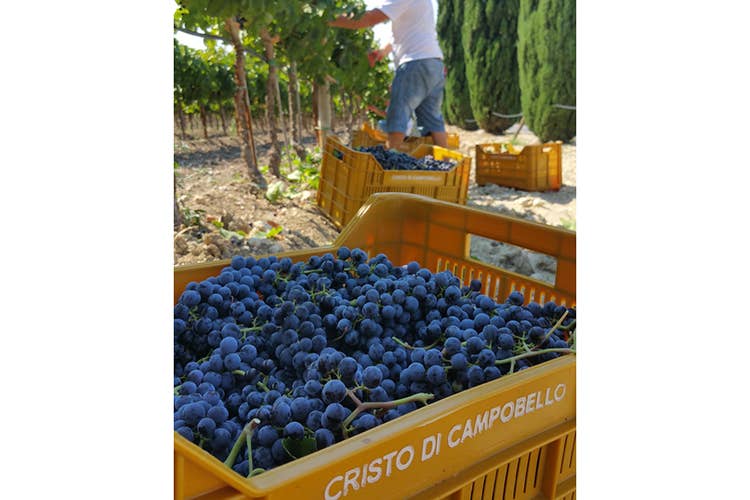 Lusirà, massima espressione del Syrah siciliano