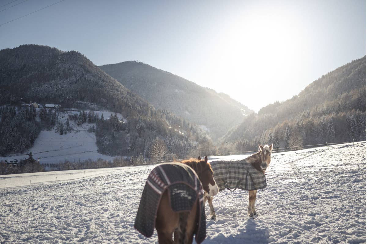 Jacuzzi nella neve o gita con i lama: San Valentino nel 2025 si celebra in quota