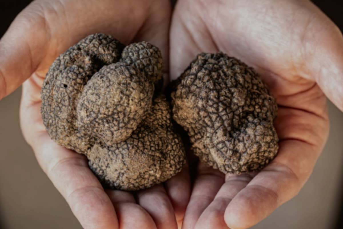 Tartufi d'Abruzzo: la Fiera internazionale trasforma L'Aquila in capitale del gusto