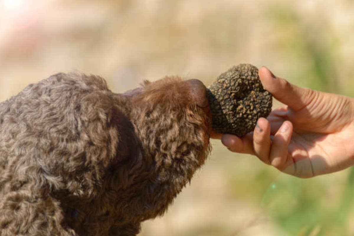 Tartufi d'Abruzzo: la Fiera internazionale trasforma L'Aquila in capitale del gusto