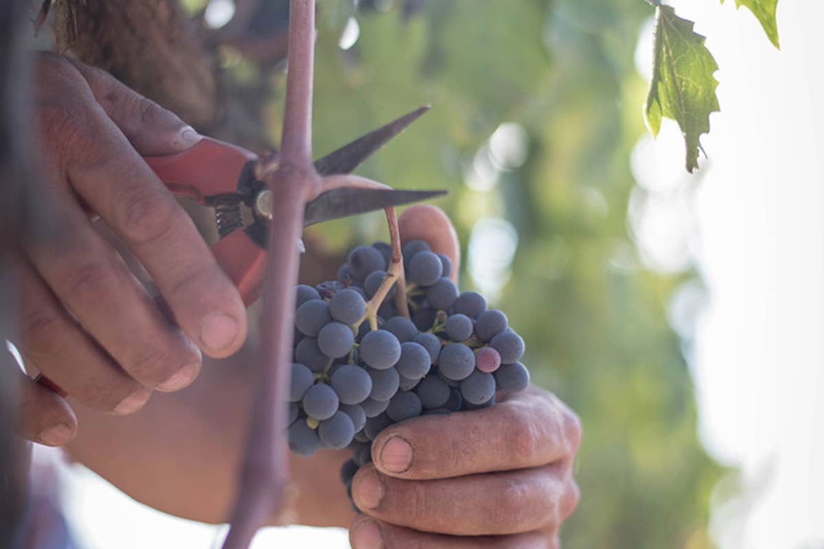 Dagli Etruschi ai Supertuscan: la magia del vino toscano in due territori iconici