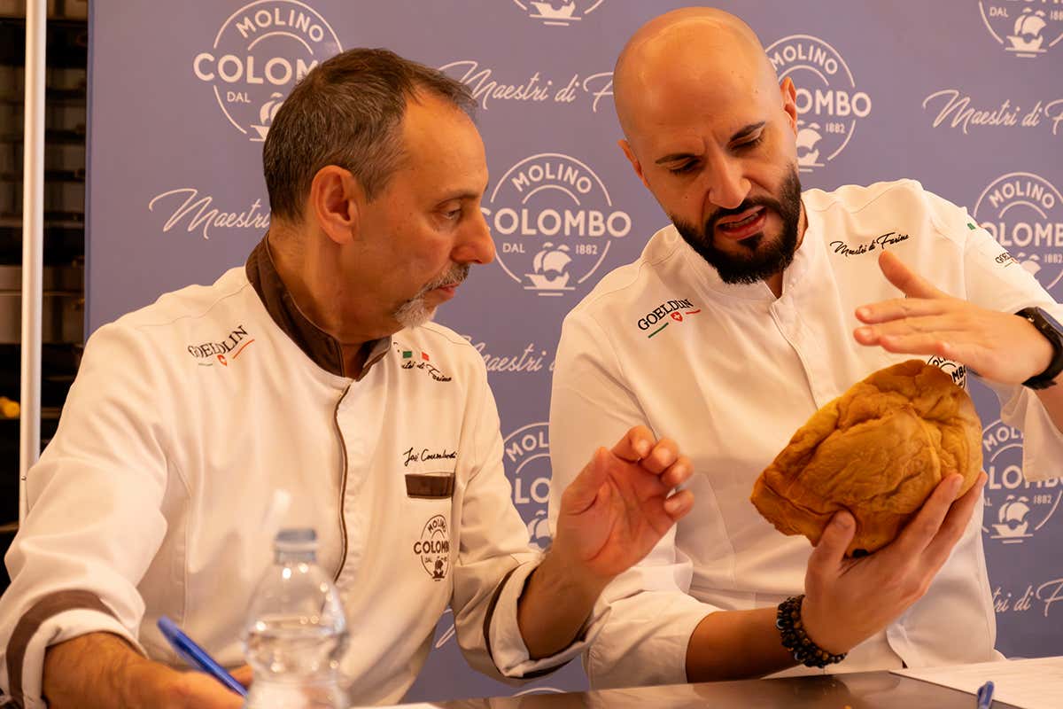 Panettone da Maestro 2025: una logopedista batte tutti e alza la qualità del casalingo Panettone da Maestro 2025: una logopedista batte tutti e alza la qualità del casalingo