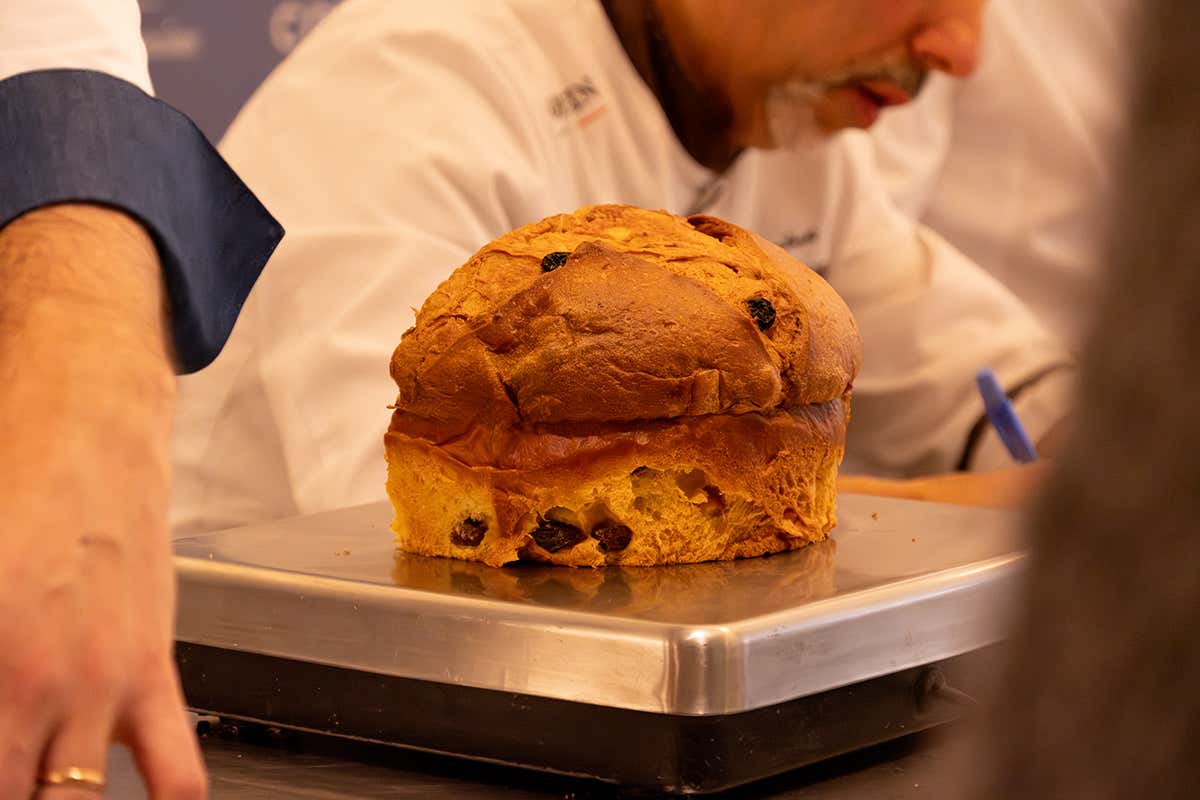 Panettone da Maestro 2025: una logopedista batte tutti e alza la qualità del casalingo Panettone da Maestro 2025: una logopedista batte tutti e alza la qualità del casalingo