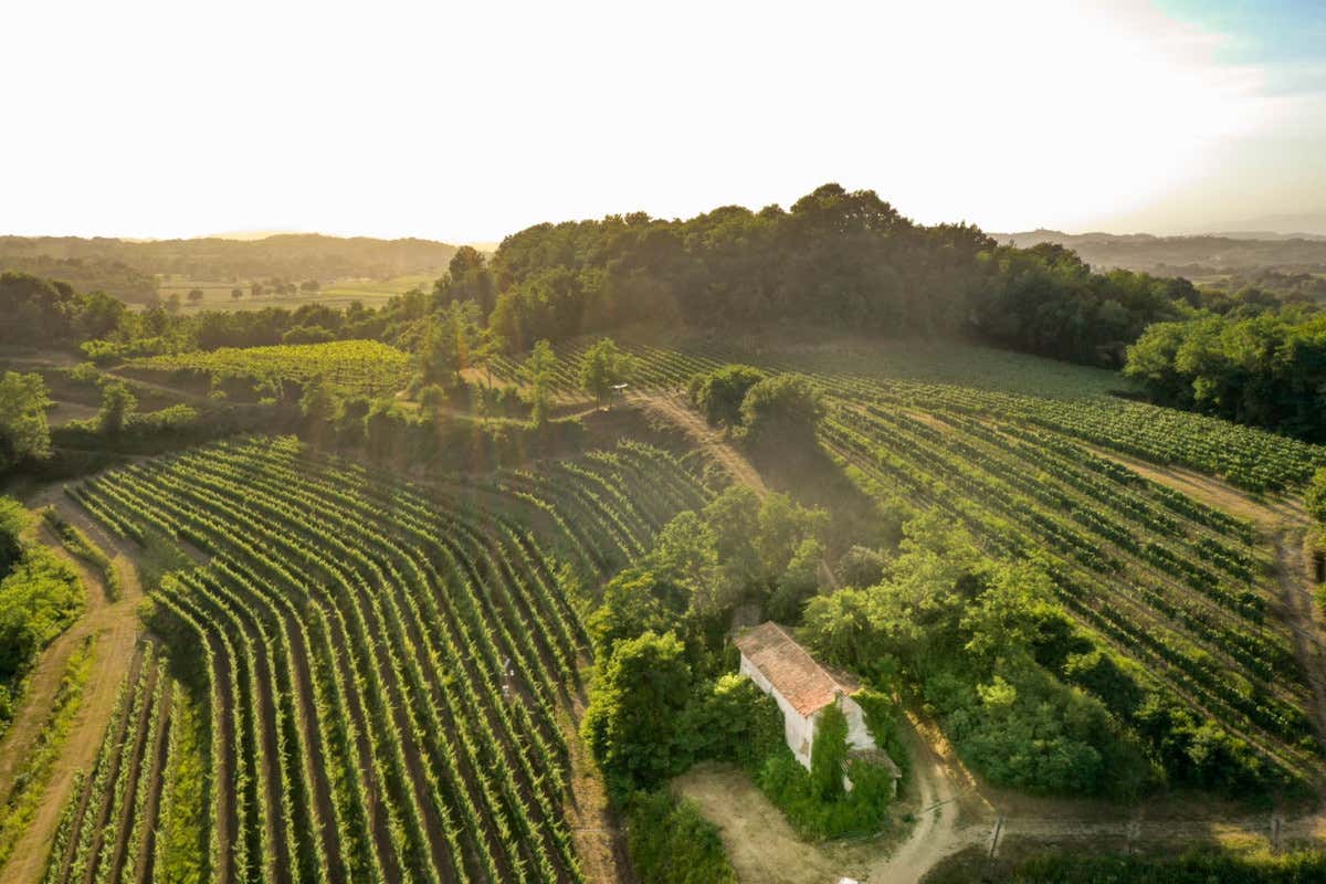 Nel Collio dei grandi bianchi debutta un rosso che punta su Cabernet Franc e Carmenère Nel Collio dei grandi bianchi debutta un rosso che punta su Cabernet Franc e Carmenère