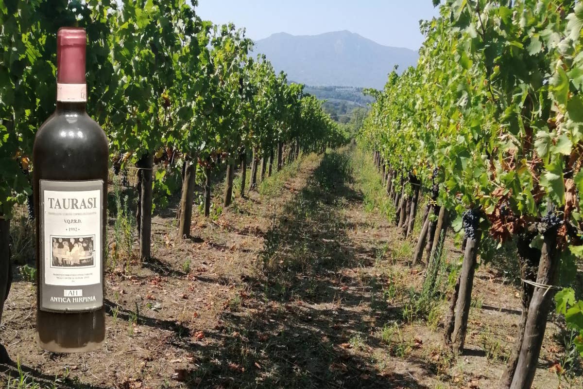 Taurasi: il re dei vini rossi dell'Irpinia e la tradizione di Antica Hirpinia