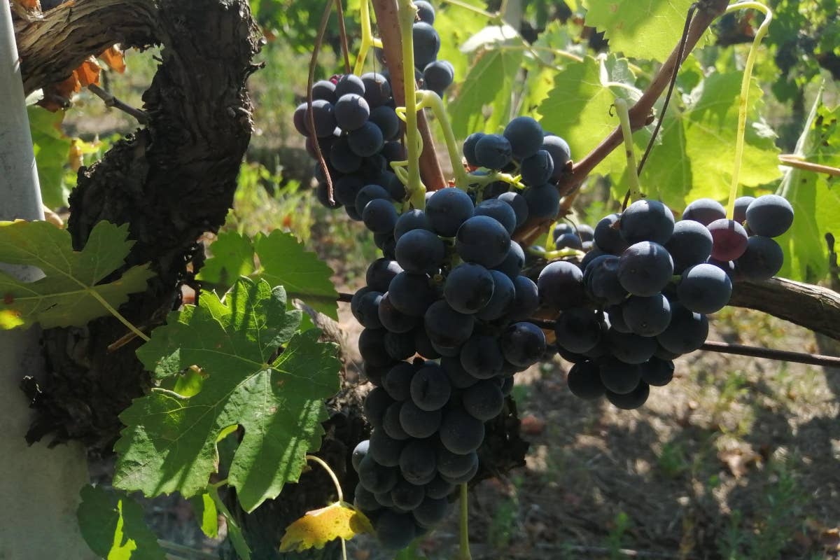 Taurasi: il re dei vini rossi dell'Irpinia e la tradizione di Antica Hirpinia