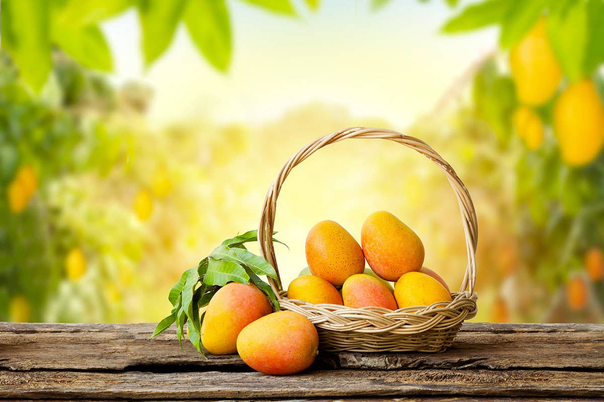 Il caldo cambia l'agricoltura italiana: mango coltivato al sud ulivi al nord