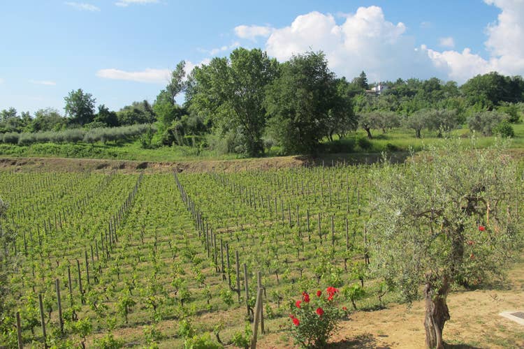 Masciarelli, emozioni nate dalla poesia Nel pensatoio nascono i migliori vini