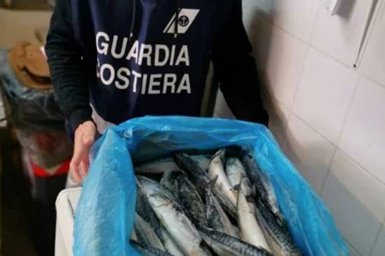 I sequestri in provincia di Rimini (Maxi sequestro a Rimini 435 kg di pesce non tracciato)