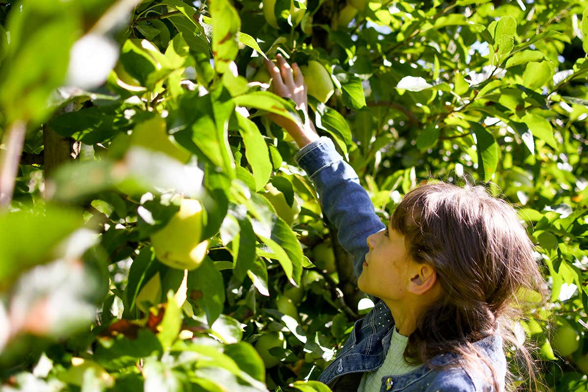 MelaColgo 2025: tornano le giornate per raccogliere le mele dagli alberi in Trentino