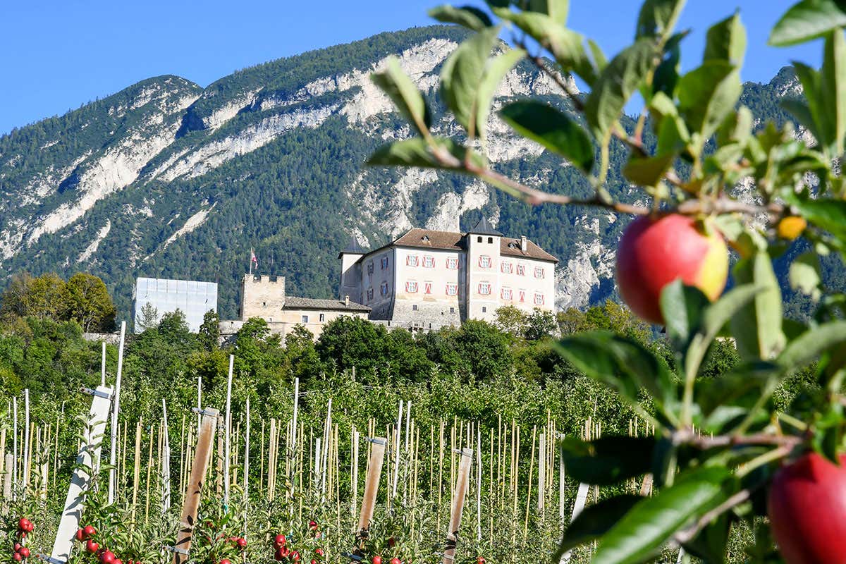 MelaColgo 2025: tornano le giornate per raccogliere le mele dagli alberi in Trentino