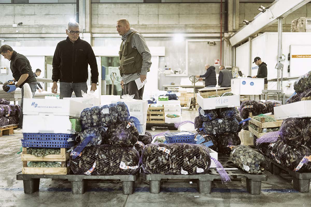 A Natale il prezzo del pesce cresce: il Mercato Ittico di Milano spiega quanto e perché A Natale il prezzo del pesce cresce: il Mercato Ittico di Milano spiega quanto e perché