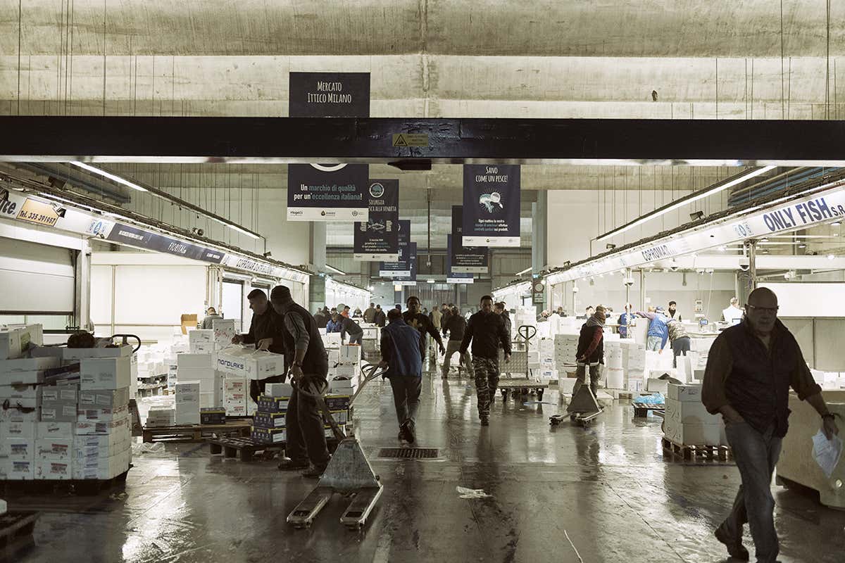 A Natale il prezzo del pesce cresce: il Mercato Ittico di Milano spiega quanto e perché A Natale il prezzo del pesce cresce: il Mercato Ittico di Milano spiega quanto e perché