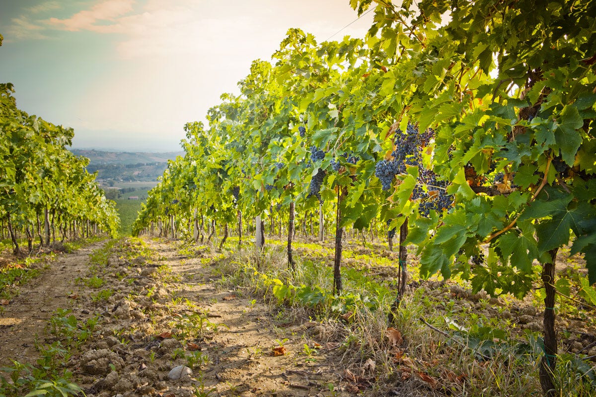 Tintilia e Aglianico: i tesori vitivinicoli del Molise