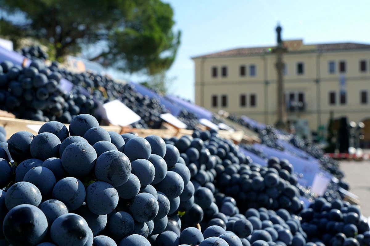 Vo' celebra la 74ª Festa dell'Uva: tra carri spettacolari e vini dei Colli Euganei Vo' celebra la 74ª Festa dell'Uva: tra carri spettacolari e vini dei Colli Euganei
