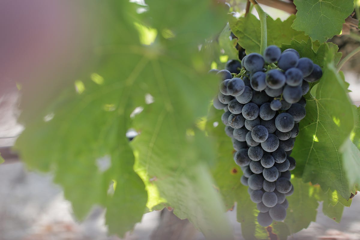 Uva Nero d'Avola (credito foto: Consorzio Vini Doc Sicilia) Sicilia, autentica culla della biodiversità vitivinicola