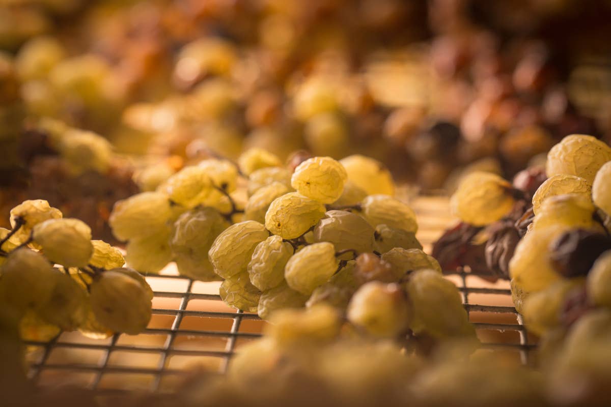 Uva Nosiola Proposta Vini sbarca a Roma