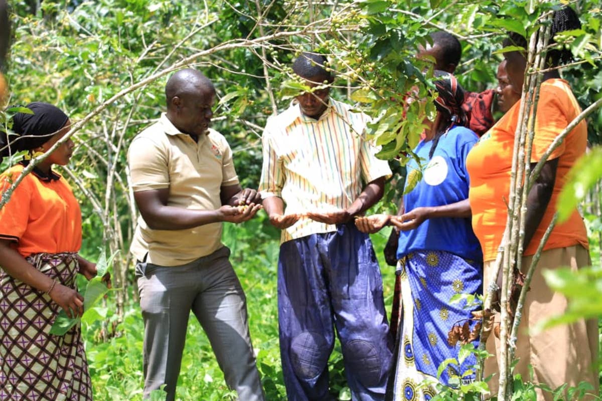 Nzatu lancia il caffè Njuki: dall’Uganda a Parma, filiera etica e sostenibile