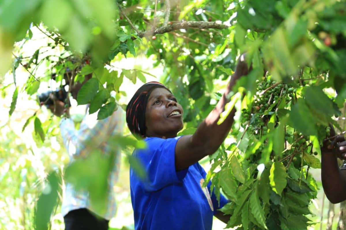 Nzatu lancia il caffè Njuki: dall’Uganda a Parma filiera etica e sostenibile