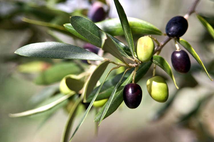 (Olio d’oliva, Italia in ripresa Raccolto da 320mila tonnellate nel 2017) (Olio d’oliva, Italia in ripresa Raccolto da 320mila tonnellate nel 2017)