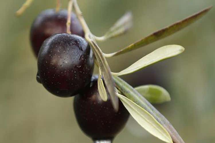 Oliva di Gaeta riconosciuta come Dop lo ha stabilito la Commissione europea Oliva di Gaeta riconosciuta come Dop lo ha stabilito la Commissione europea