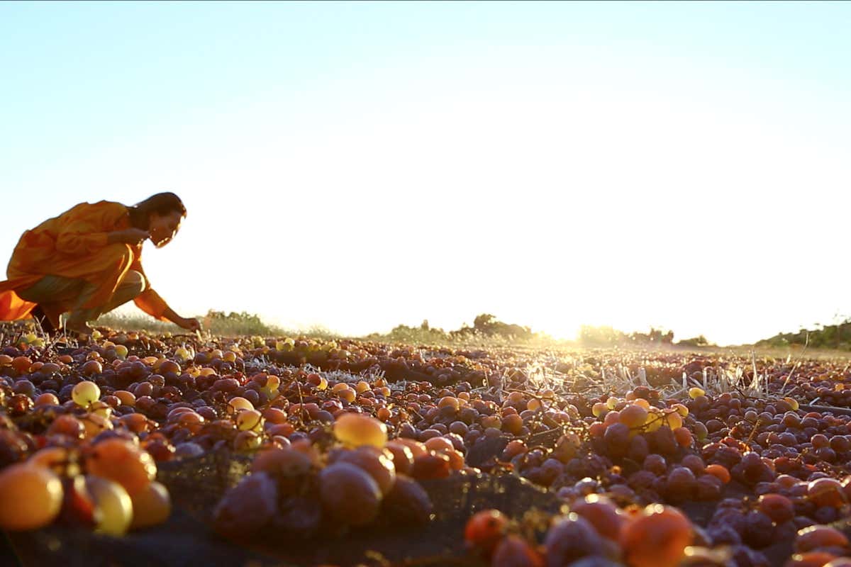 Amarone, Pantelleria e 100 anni (e non sentirli): Pasqua Vini rilancia Amarone, Pantelleria e 100 anni (e non sentirli): Pasqua Vini rilancia