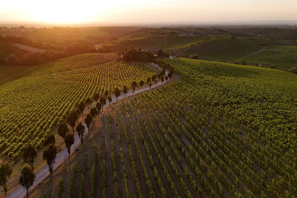 Enoturismo, non solo degustazioni: un viaggiatore su due vuole esperienze extra Enoturismo, non solo degustazioni: un viaggiatore su due vuole esperienze extra