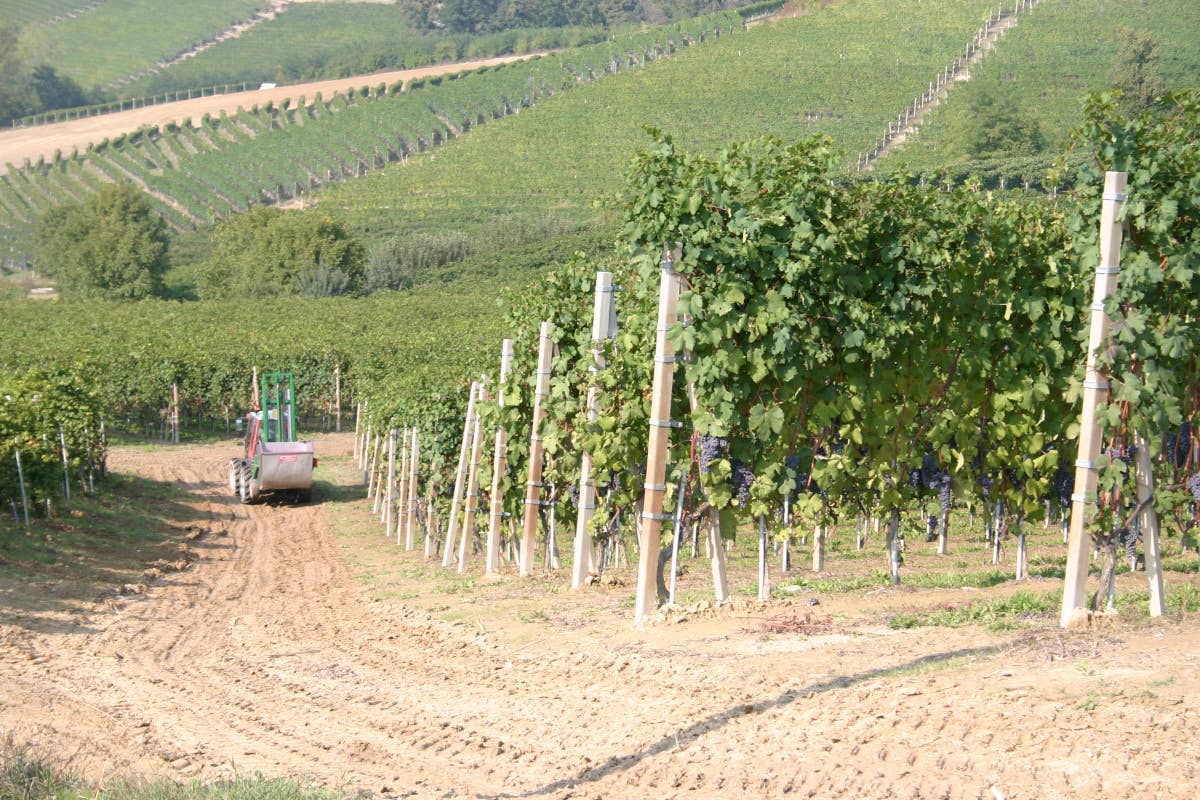 Un viaggio tra i vigneti di Langa: Monchiero F.lli e l'eccellenza del Barolo