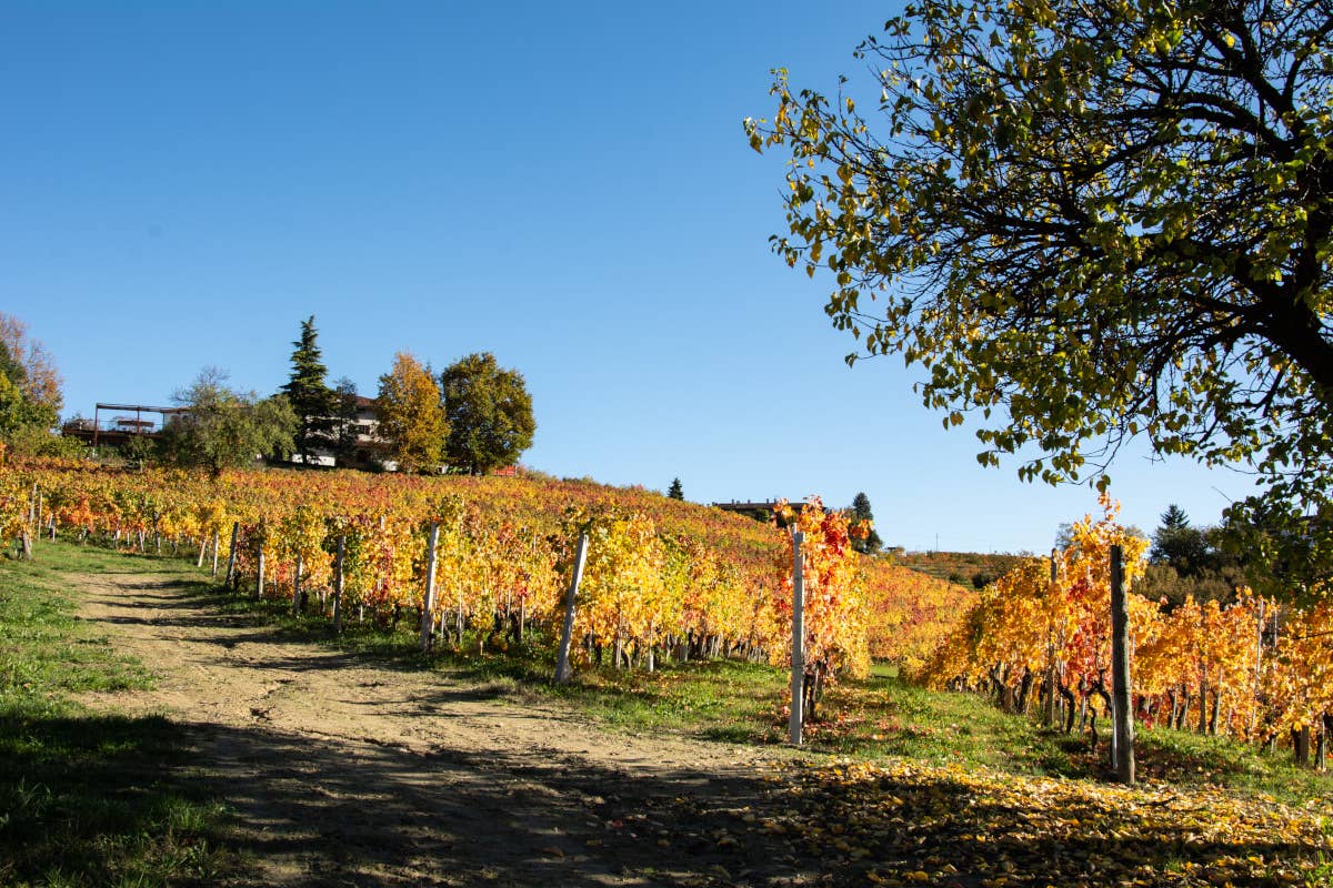 Abrigo Giovanni: un viaggio nel cuore del Dolcetto delle Langhe