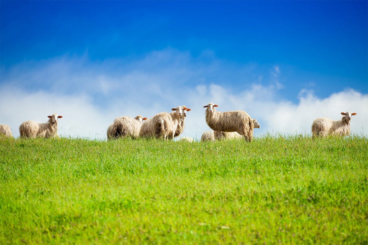 Paesaggio, tradizione e biodiversità: in Lombardia una legge che tutela il pastoralismo