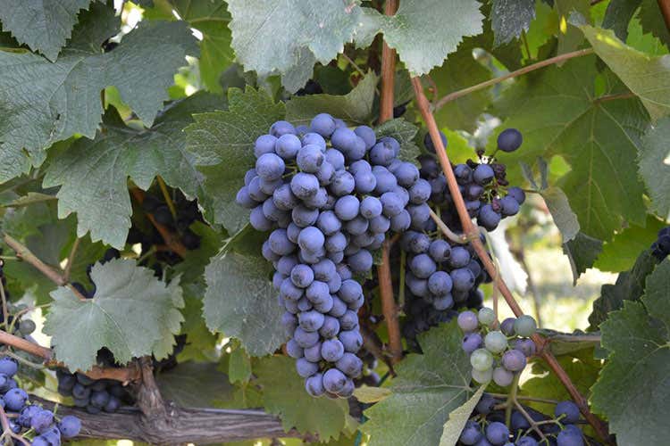 Il Pinot Regina - La nuova frontiera dei vitigni resistenti alle malattie fungine