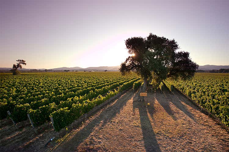 Poggio al Tesoro porta Bolgheri  all&rsquo;Ermitage di San Pietroburgo