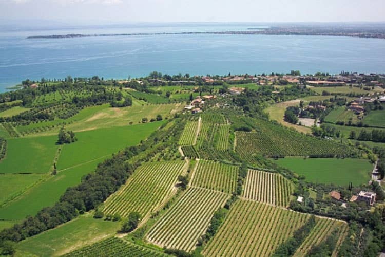 (Pozzolengo tra vino e zafferano Premi alle aziende locali più attive)