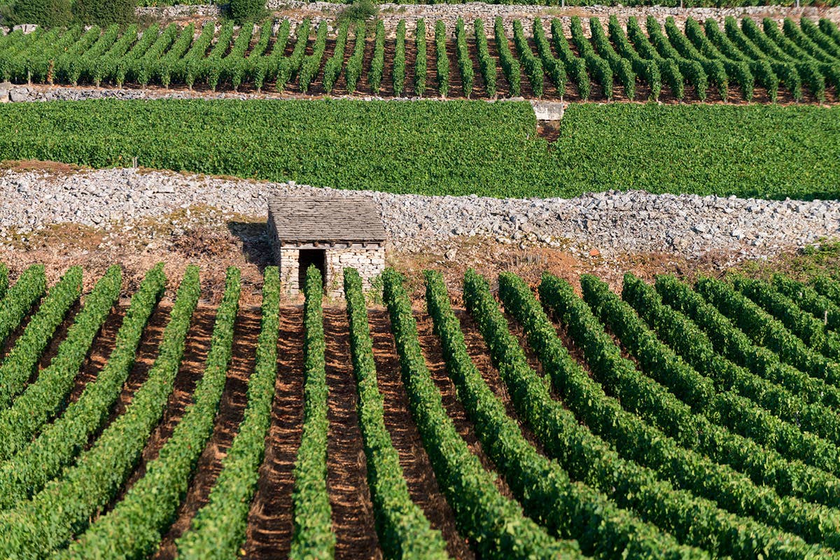 I grandi vini di Borgogna conquistano anche l'Italia