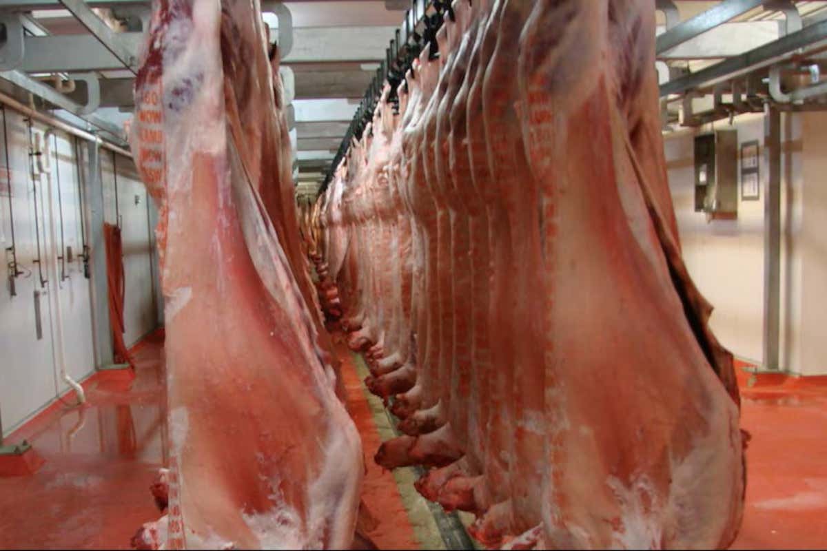 Il sacrificio animale in Sicilia: storia culturale di un gesto rituale