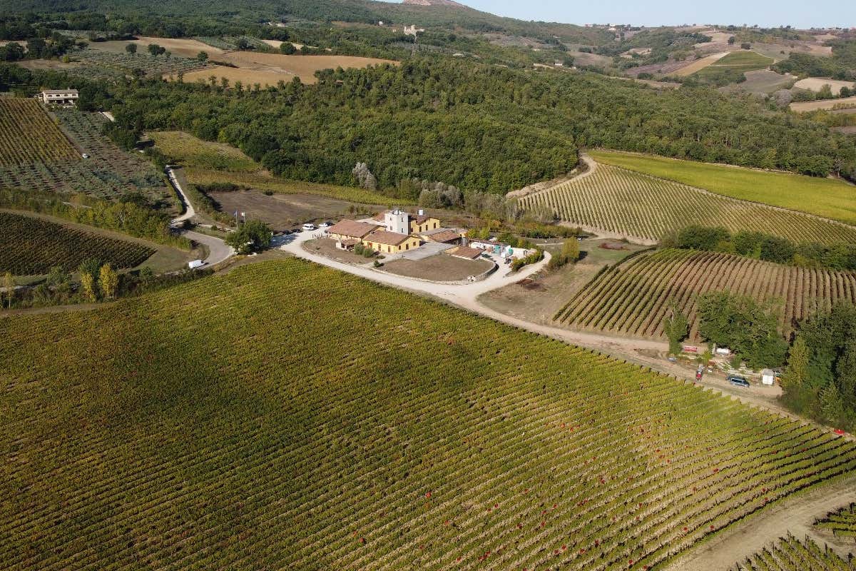 Cesarini Sartori: cantina “laboratorio” fra vino, olio e ricerca sul Sagrantino