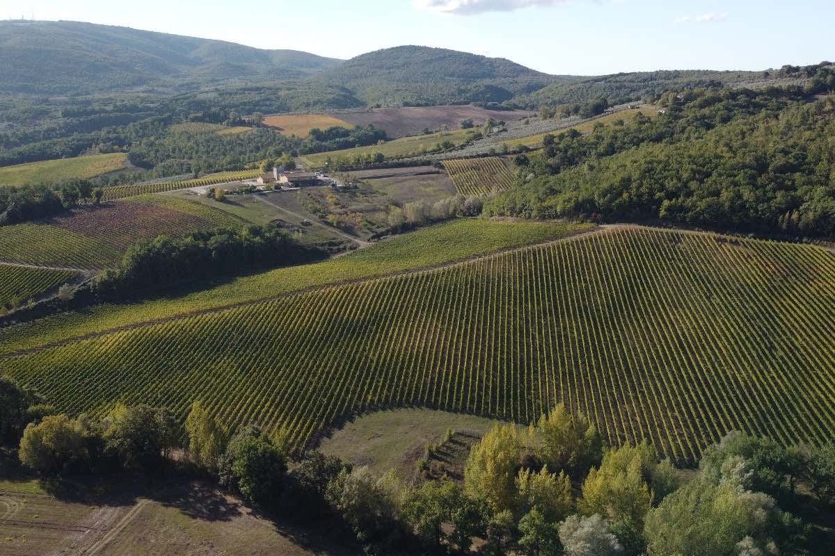 Cesarini Sartori: cantina “laboratorio” fra vino, olio e ricerca sul Sagrantino