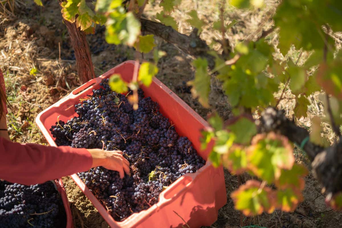 Cesarini Sartori: cantina “laboratorio” fra vino, olio e ricerca sul Sagrantino